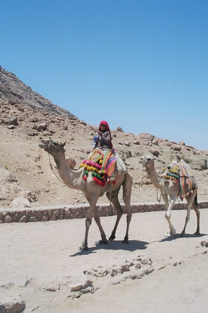 bedouin, boy, dromedaries, vacations, travel, middle east, desert, stone desert, sinai, scan, boy, travel, middle east, middle east, middle east, desert, sinai, nature, sinai, sinai, sinai, sinai, scan